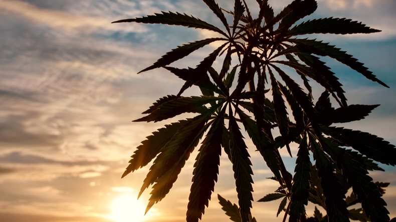 Marijuana Sunset