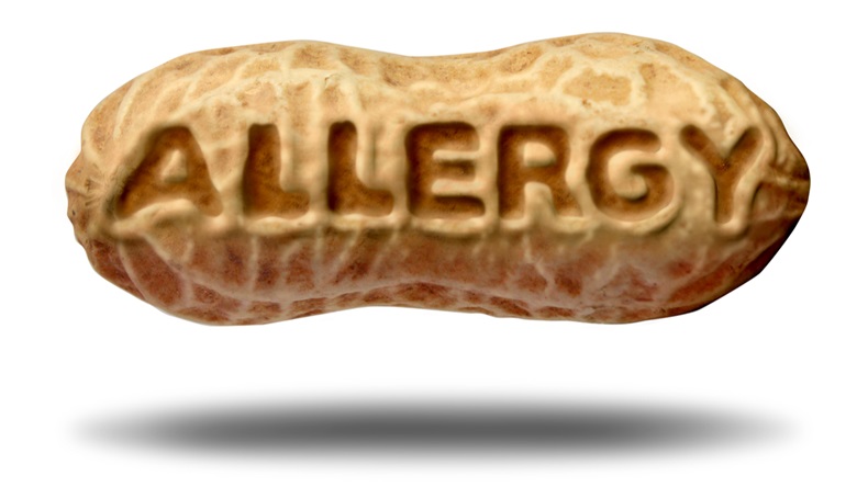 Peanut allergy symbol and allergic risk concept or nut allergies as a medical icon with text embossed in a shelled ingredient as an allergen warning with 3D illustration elements.