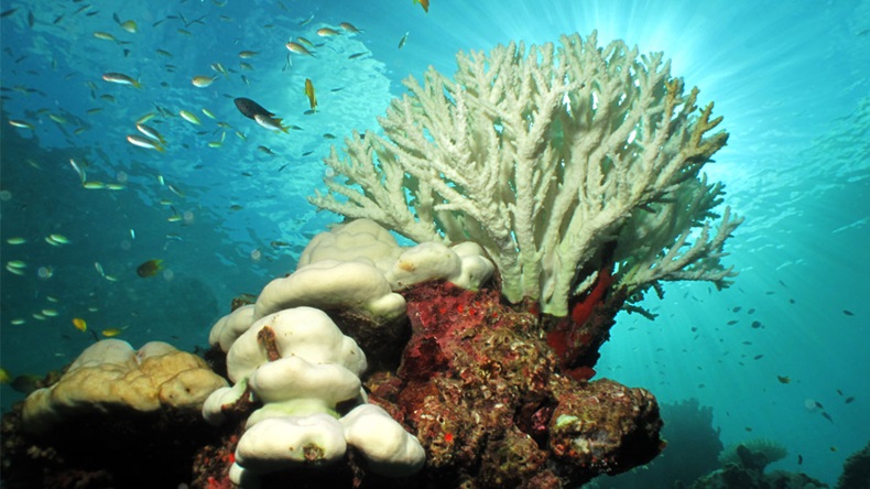 White color of hard corals is coral bleaching. The main cause of coral bleaching is heat stress resulting from high sea temperatures. 