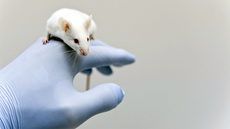 Laboratory mouse on the researcher's hand
